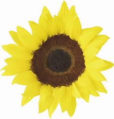 Artichoke Hearts In Sunflower Oil
