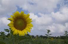 Body Oil Sunflower