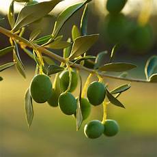 Edible Oil Olive