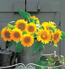Golden Sunflower Oil