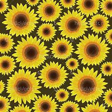 Hello Sunflower Oil