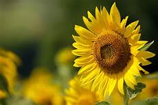 High Oleic Sunflower