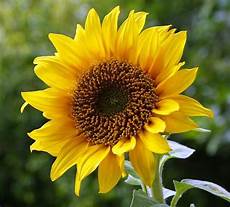 Minyak Sunflower