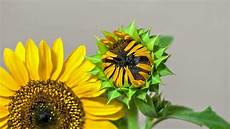 Nature Sunflower Oil