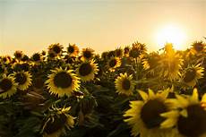 Nature Sunflower Oil