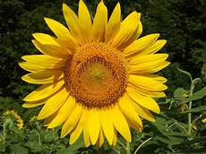 Sunflow Sunflower Oil
