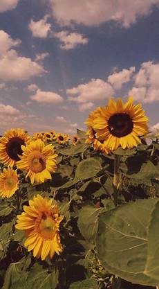 Sunflower O