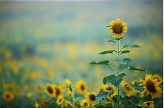 Sunflower Oil Can