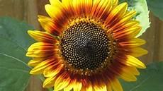Sunflower Oil Can