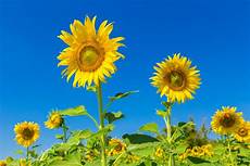Sunflower Oil Health