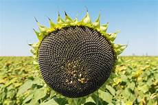 Sunflower Oil Okra