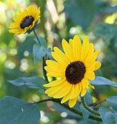 Sunflower Oil Plant