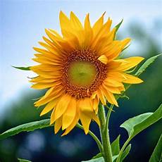 Sunflower Oil Products