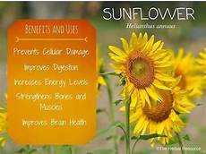 Sunflower Oil Vitamins