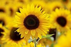 Tesco Sunflower