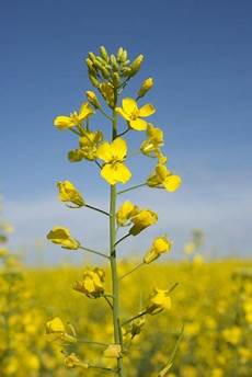 Canola Seed