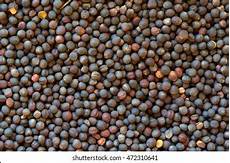 Canola Seed