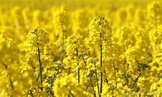 Canola Seed