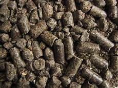 Canola Seed