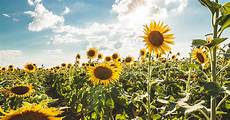 Linoleic Sunflower Oil
