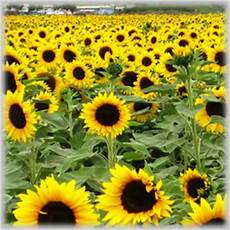 Linoleic Sunflower Oil
