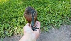 Neutralize Sunflower Oil