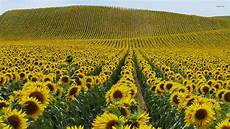 Oleic Sunflower Oil