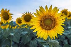 Refined Sunflower Oils