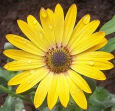 Sunflower Oil 1 Liter