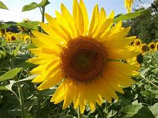 Sunflower Seed Oil