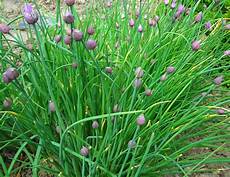 Vegetable Oil Plant