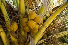 Vegetable Oil Plant