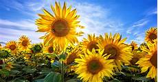Vegetable Oil Plant