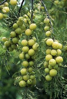 Vegetable Oil Plant